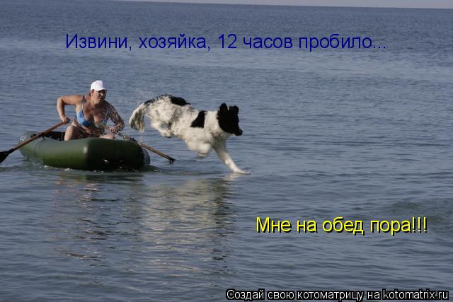 Котоматрица: Извини, хозяйка, 12 часов пробило... Мне на обед пора!!!
