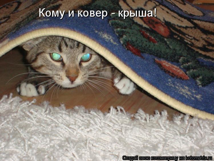 Котоматрица: Кому и ковер - крыша!