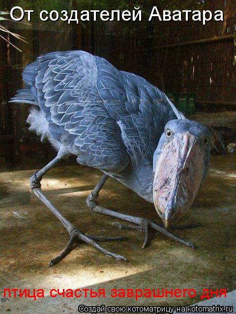 Котоматрица: От создателей Аватара птица счастья заврашнего дня
