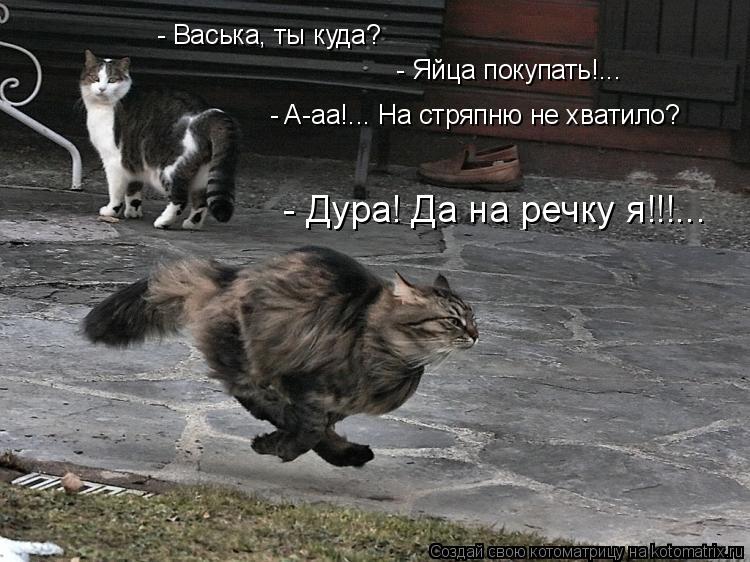Котоматрица: - Васька, ты куда? - Яйца покупать!... - A-aa!... На стряпню не хватило? - Дура! Да на речку я!!!...