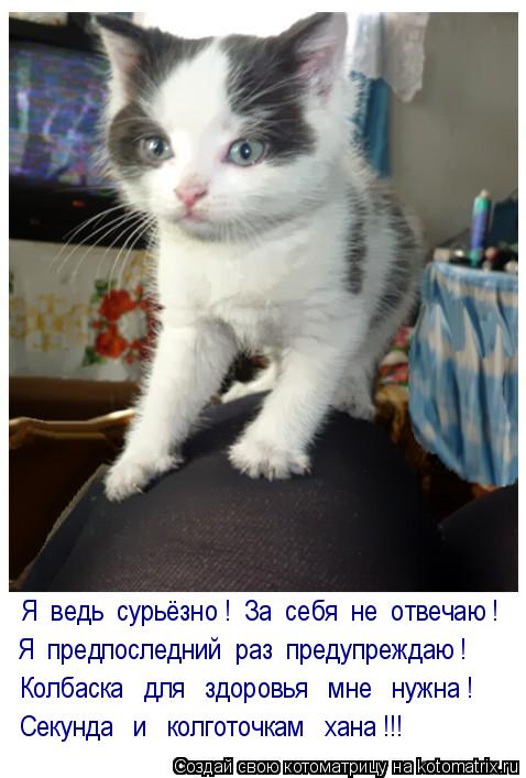 Котоматрица: Я  ведь  сурьёзно !  За  себя  не  отвечаю ! Секунда   и   колготочкам   хана !!! Колбаска   для   здоровья   мне   нужна ! Я  предпоследний  раз  пре