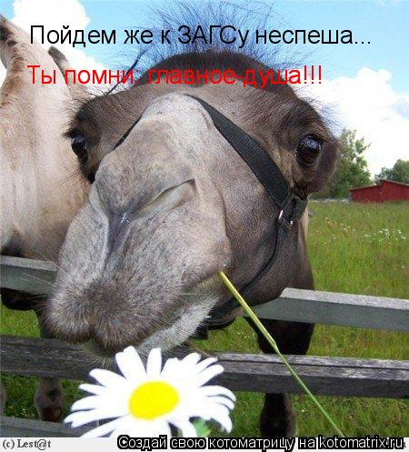 Котоматрица: Пойдем же к ЗАГСу неспеша... Ты помни: главное-душа!!! Ты помни: главное-душа!!!