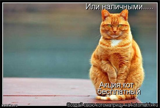Котоматрица: Акция кот  бесплатный Или наличными .....