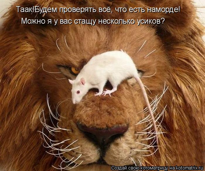 Котоматрица: Таак!Будем проверять всё, что есть наморде! Можно я у вас стащу несколько усиков?