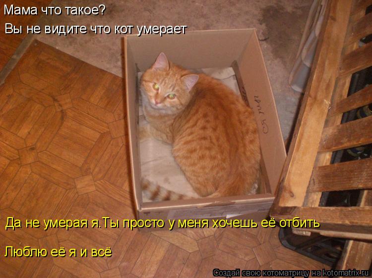 Котоматрица: Мама что такое? Вы не видите что кот умерает Да не умерая я.Ты просто у меня хочешь её отбить Люблю её я и всё