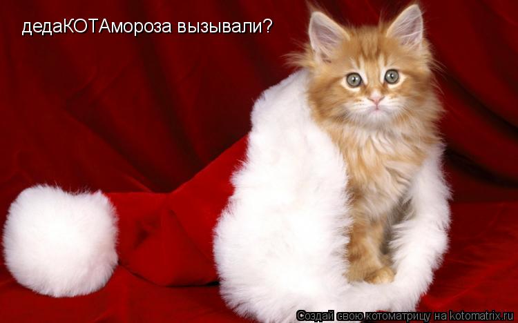 Котоматрица: дедаКОТАмороза вызывали?