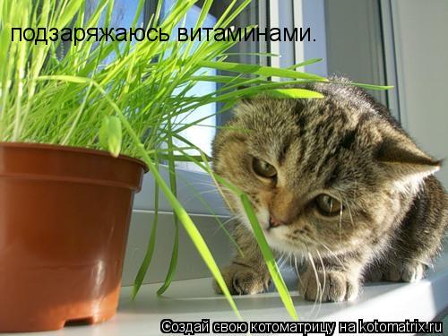Котоматрица: подзаряжаюсь витаминами.