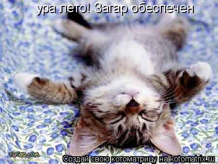 Котоматрица: ура лето! Загар обеспечен