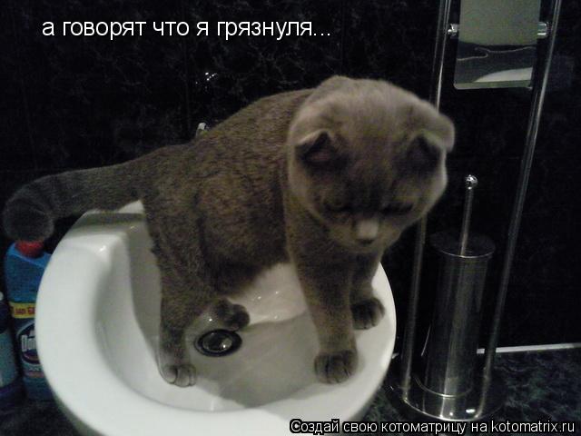 Котоматрица: а говорят что я грязнуля...