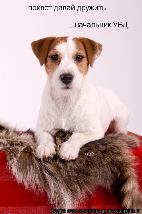 Котоматрица: привет!давай дружить! ...начальник УВД...