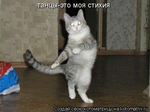 Котоматрица: танцы-это моя стихия