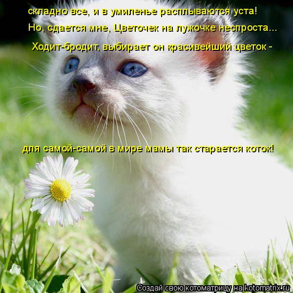 Котоматрица: складно все, и в умиленье расплываются уста! Но, сдается мне, Цветочек на лужочке неспроста... Ходит-бродит, выбирает он красивейший цветок - 