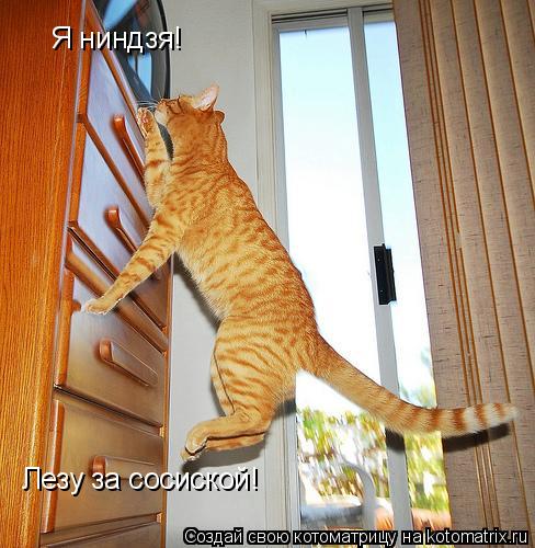 Котоматрица: Я ниндзя! Лезу за сосиской!