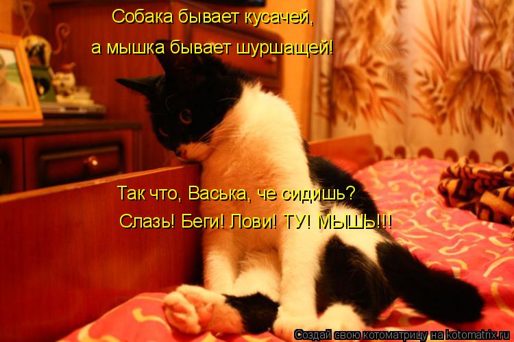 Котоматрица: Собака бывает кусачей, а мышка бывает шуршащей! Так что, Васька, че сидишь? Слазь! Беги! Лови! ТУ! МЫШЬ!!!