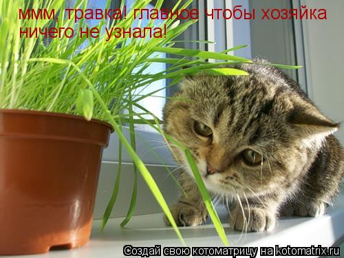 Котоматрица: ммм, травка! главное чтобы хозяйка ничего не узнала!