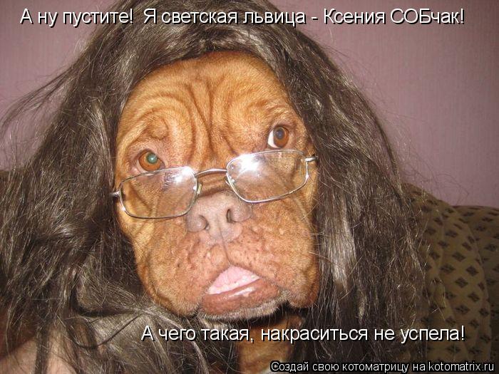 Котоматрица: А ну пустите! Я светская львица - Ксения СОБчак! А чего такая, накраситься не успела!