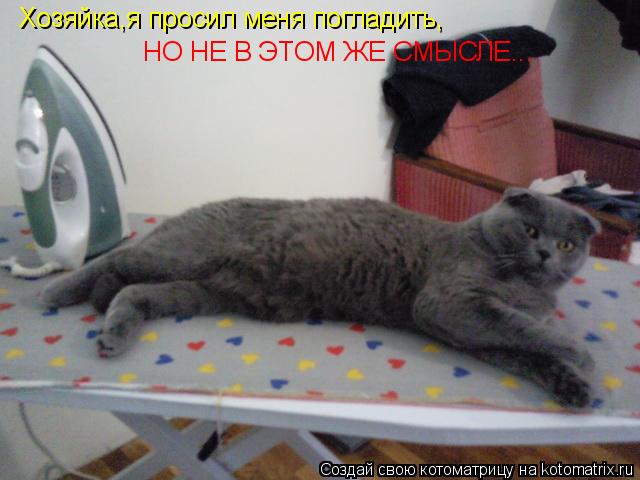 Котоматрица: Хозяйка,я просил меня погладить, НО НЕ В ЭТОМ ЖЕ СМЫСЛЕ...