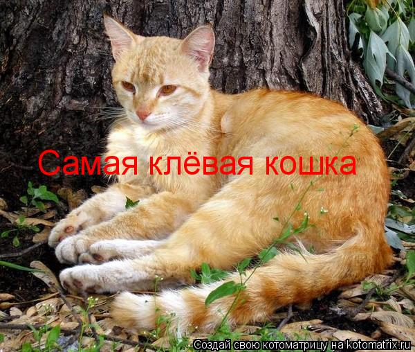 Котоматрица: Самая клёвая кошка