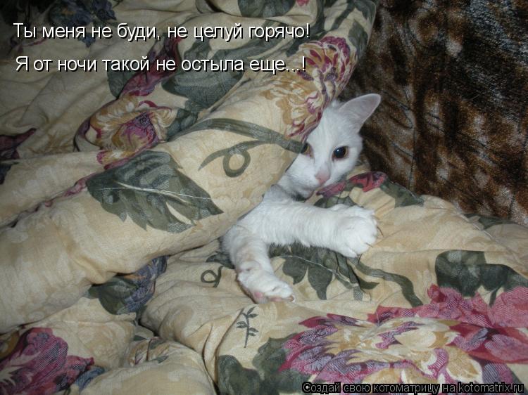 Котоматрица: Ты меня не буди, не целуй горячо! Я от ночи такой не остыла еще...!