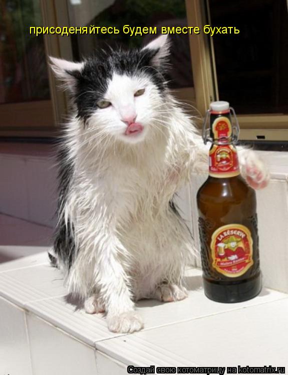 Котоматрица: присоденяйтесь будем вместе бухать