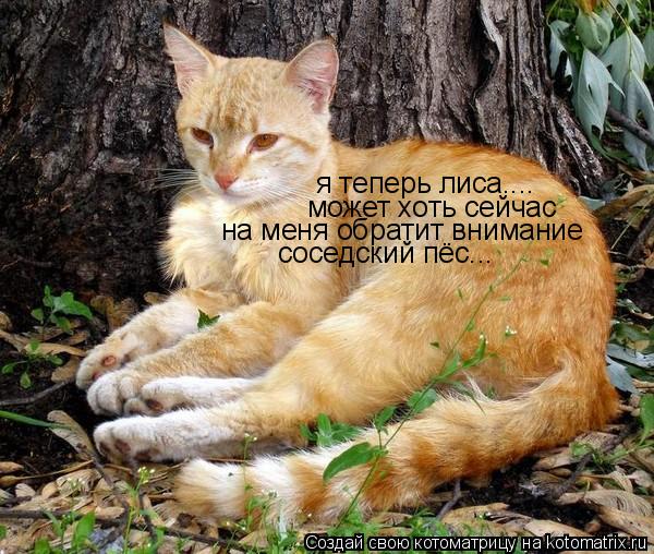 Котоматрица: я теперь лиса.... может хоть сейчас  на меня обратит внимание  соседский пёс...