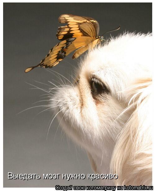 Котоматрица: Выедать мозг нужно красиво
