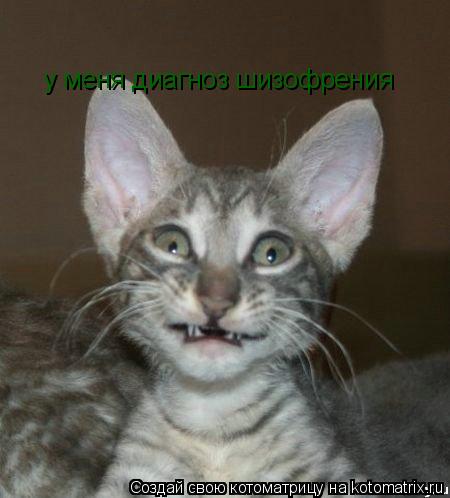 Котоматрица: у меня диагноз шизофрения