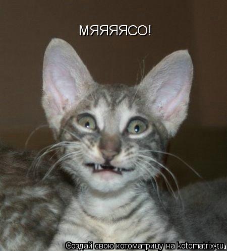 Котоматрица: МЯЯЯЯСО!