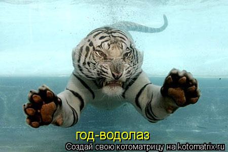 Котоматрица: год-водолаз