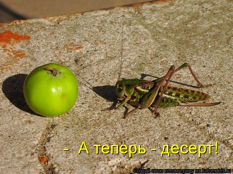 Котоматрица: -  А теперь - десерт!