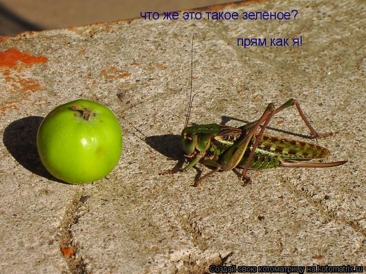 Котоматрица: что же это такое зелёное? прям как я!