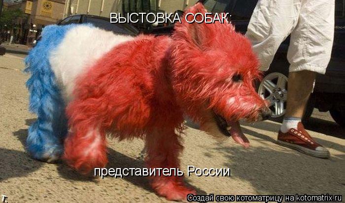 Котоматрица: ВЫСТОВКА СОБАК: представитель России