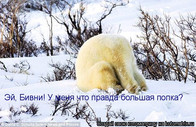 Котоматрица: Эй, Бивни! У меня что правда большая попка?