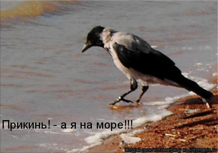Котоматрица: Прикинь! - а я на море!!!
