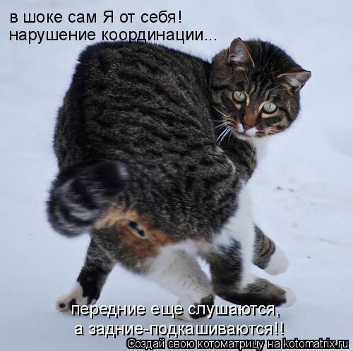 Котоматрица: в шоке сам Я от себя! нарушение координации... а задние-подкашиваются!! передние еще слушаются,