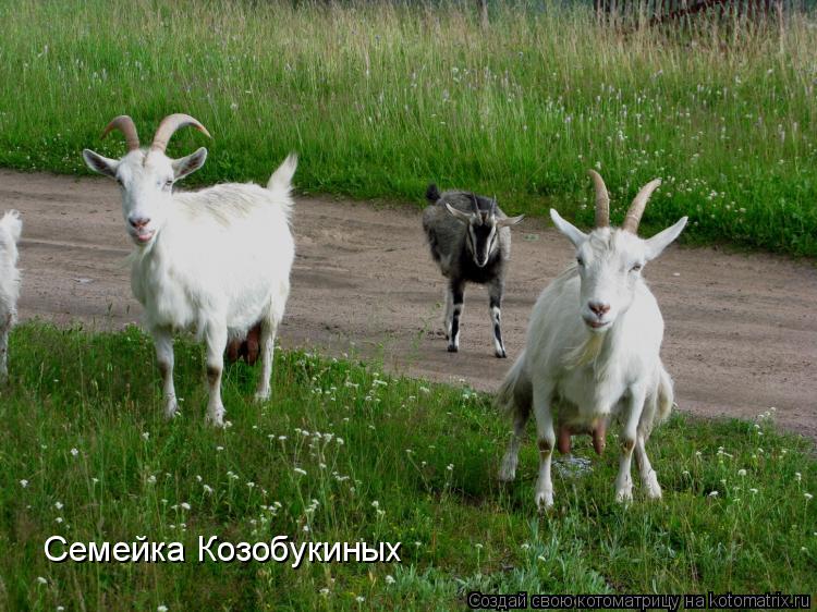 Котоматрица: Семейка Козобукиных