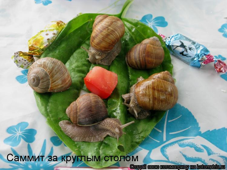 Котоматрица: Саммит за круглым столом