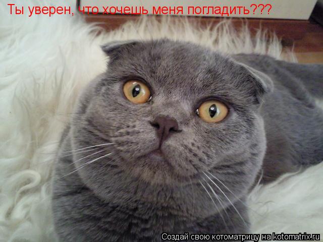 Котоматрица: Ты уверен, что хочешь меня погладить???