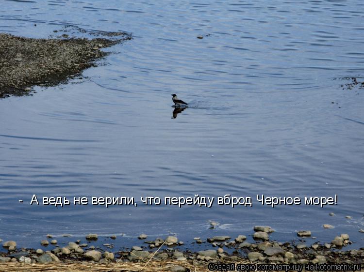 Котоматрица: -  А ведь не верили, что перейду вброд Черное море!