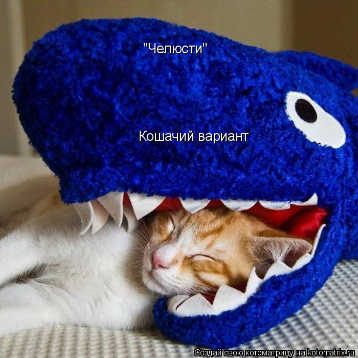 Котоматрица: "Челюсти"  Кошачий вариант