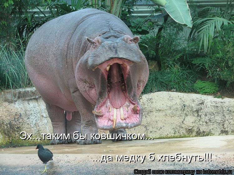 Котоматрица: Эх...таким бы ковшичком... ...да медку б хлебнуть!!!