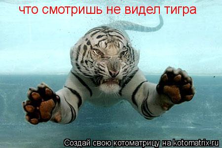 Котоматрица: что смотришь не видел тигра