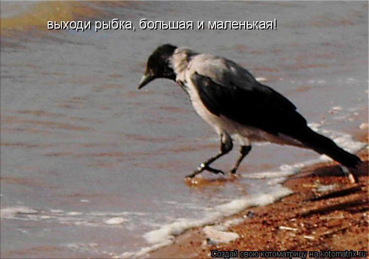 Котоматрица: выходи рыбка, большая и маленькая!