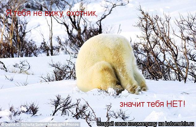 Котоматрица: Я тебя не вижу, охотник, значит тебя НЕТ!