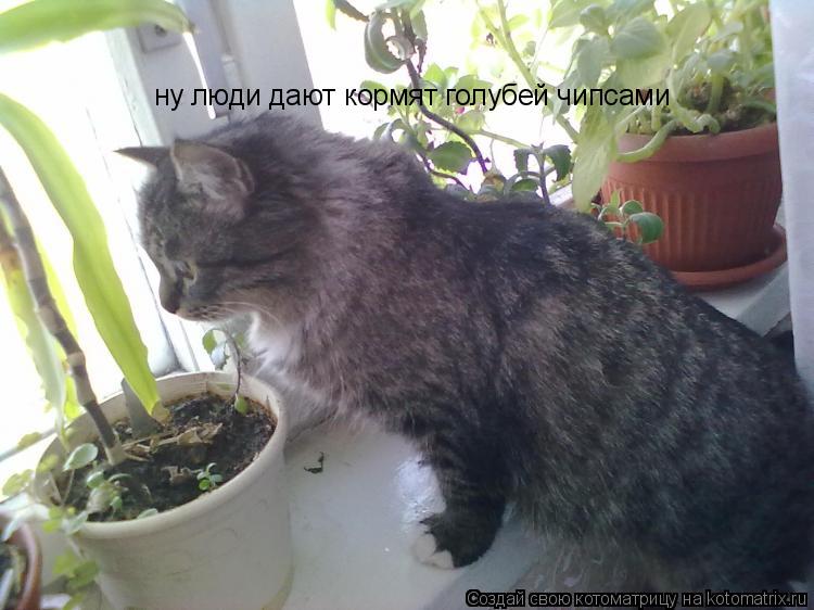 Котоматрица: ну люди дают кормят голубей чипсами