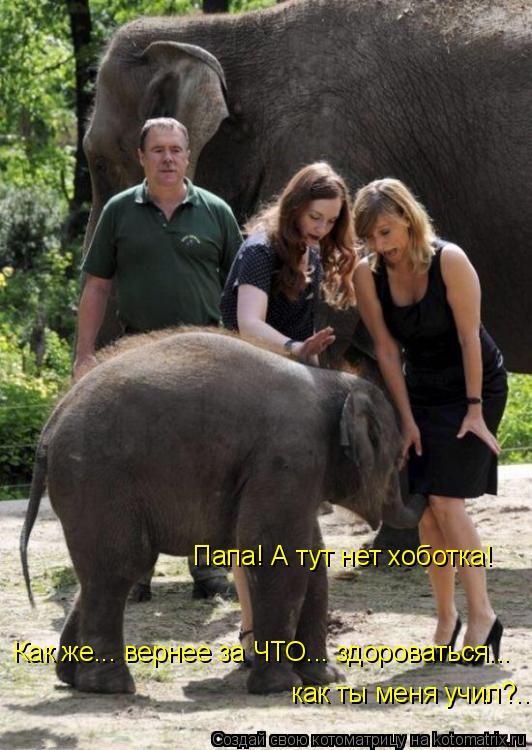 Котоматрица: Папа! А тут нет хоботка! Как же... вернее за ЧТО... здороваться... как ты меня учил?...