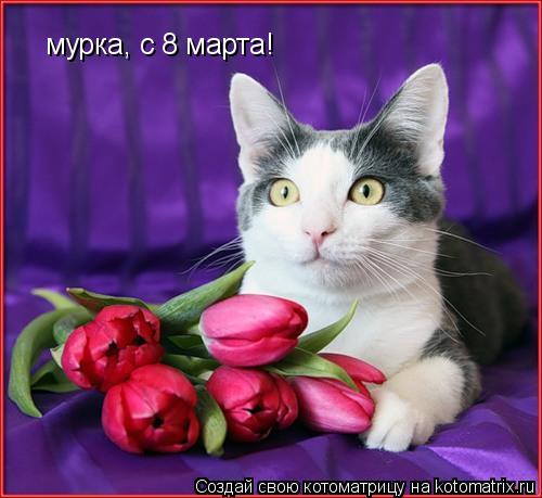 Котоматрица: мурка, с 8 марта!