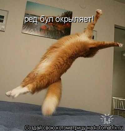 Котоматрица: ред бул окрыляет!