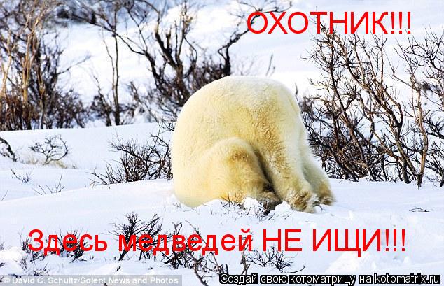 Котоматрица: Здесь медведей НЕ ИЩИ!!! ОХОТНИК!!!
