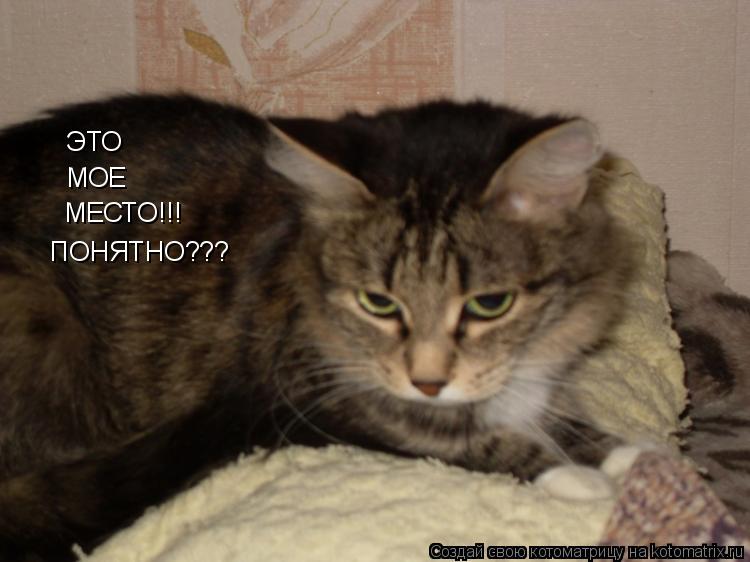 Котоматрица: ЭТО МОЕ МЕСТО!!! ПОНЯТНО???